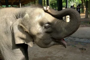 Udawalawe elephant transit home