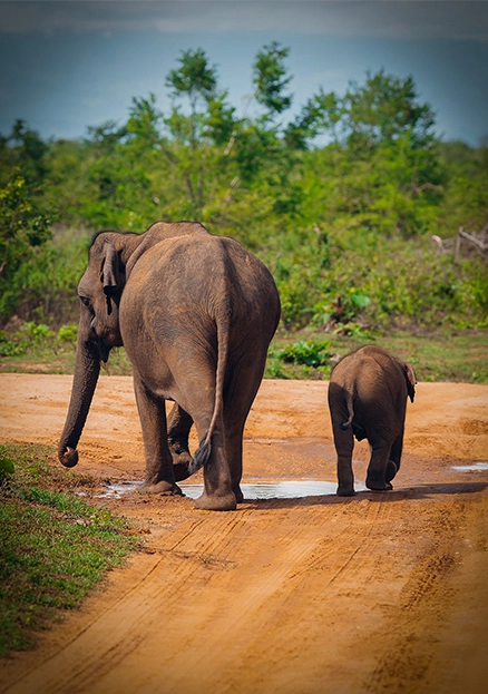 Udawalawe Safari from South 