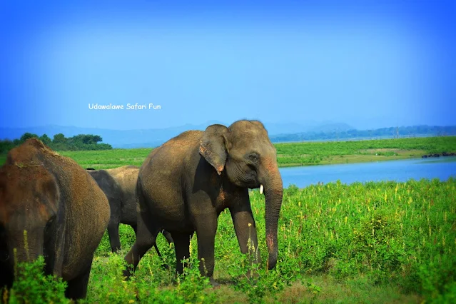 Udawalawe National Park