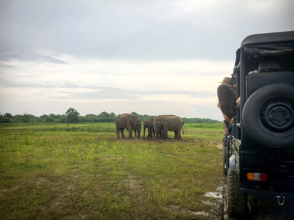 Udawalawe Safari in Sri Lanka – Jeep Tour with Elephants